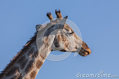 Giraffeâ€™s head Stock Photo